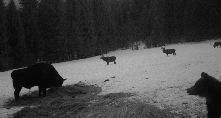 Fot. Fotopułapka/Damian Stemulak/Nadleśnictwo Baligród