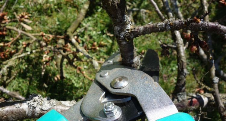 Cięcie drzew w dużym sadzie trzeba zaczynać zaraz po ustąpieniu mrozów. Fot. Pixabay