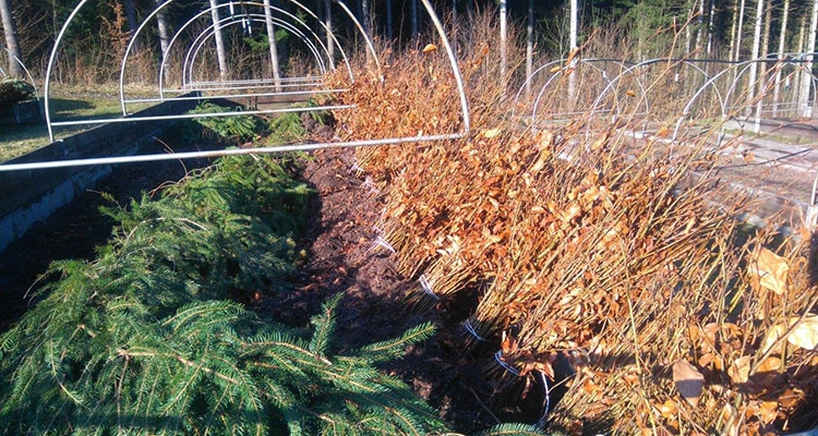 Zadołowane sadzonki czekają na wyjazd do lasu Fot. Łukasz Dziuban, Nadl. Ustrzyki Dolne
