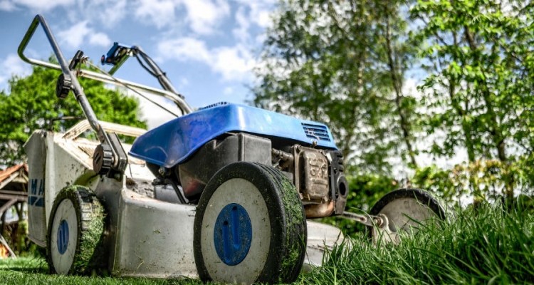 Trawnik Fot. Pixabay