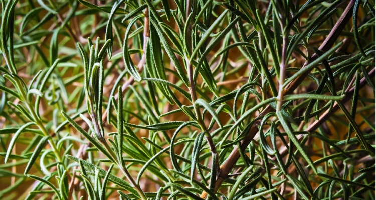 Rozmaryn uprawiany na glebie zasadowej jest bardziej aromatyczny. Fot. Pixabay