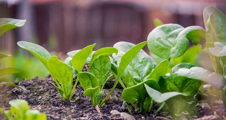 Szpinak znakomicie nadaje się na poplon, a jego uprawa jest łatwa. Fot. Pixabay