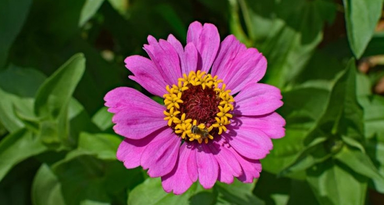 Cynie długo kwitną i świetnie sprawdzają jako kwiaty cięte do wazonu. Fot. Pixabay