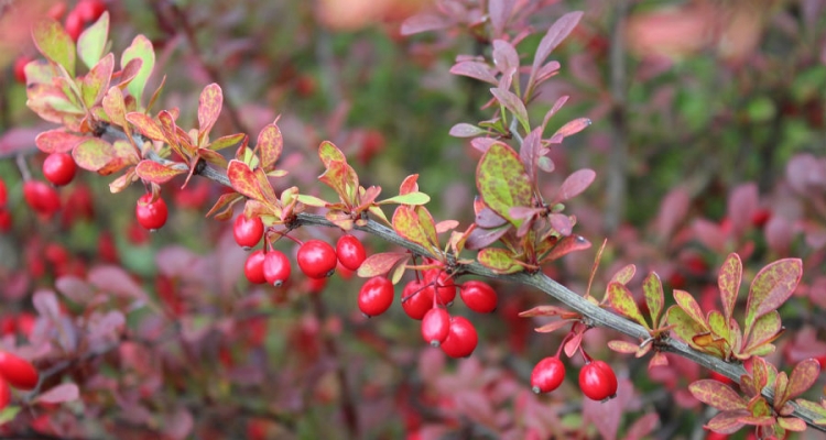 Barwne krzewy berberysu ozdabiają jesienny ogród. Fot. Pixabay