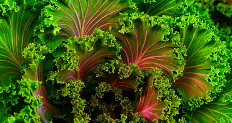 Warto uprawiać jarmuż. Jego liście zawierają dużo białka i witamin. Fot. Pixabay