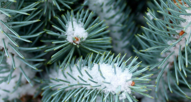 Świerk zniesie każdą polską zimę. Fot. Pixabay