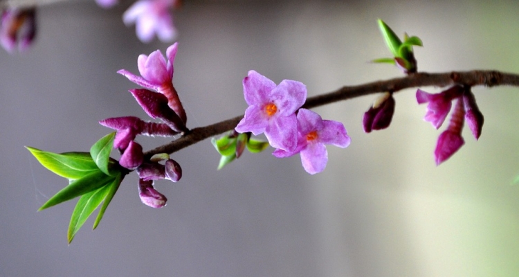 Wawrzynek wilczełyko Fot.Pixabay