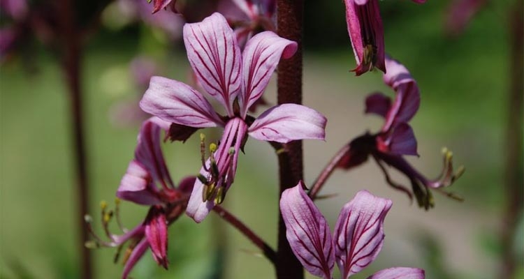 Dyptam jesionolistny jest gatunkiem zagrożonym wyginięciem, Fot.Pixabay