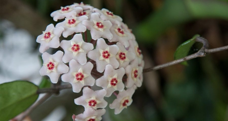 Kwiatek z wosku - hoja różowa