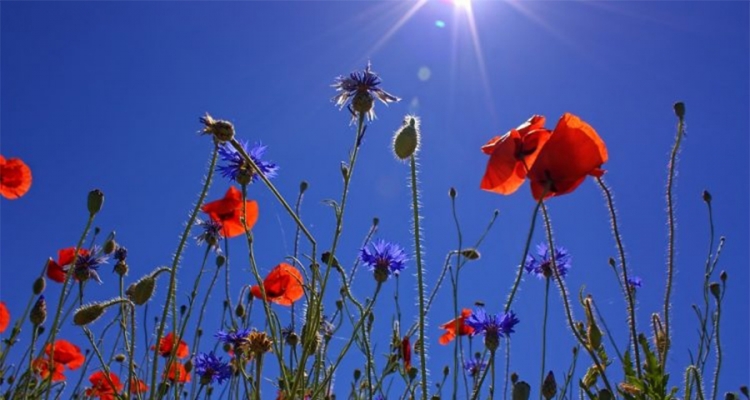 Meconops czyli uroczy niebieski mak